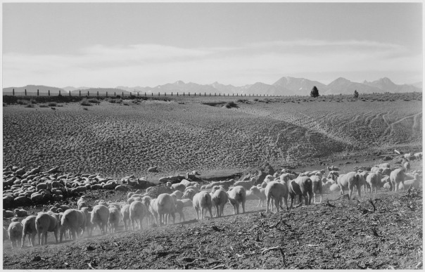 Sheep in the Owens Valley, in the area of Mary Austin's home, photographed by Ansel Adams